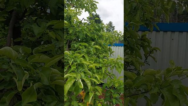 Сад с хвойными, гортензиями и розами ч.22 Новосибирск