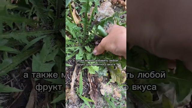 3 ПРИЧИНЫ ПОЧЕМУ НУЖНО ПИТЬ ХЛОРОФИЛ ИЗ ДИКОРОСОВ.