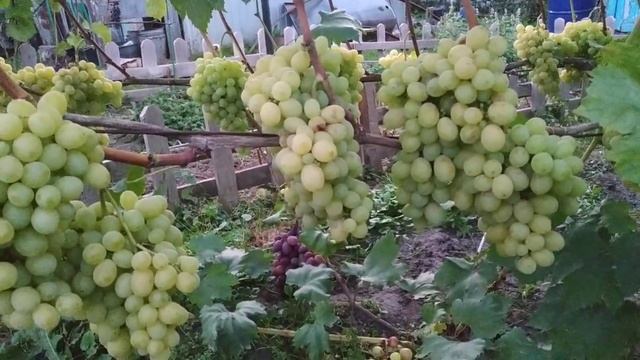 Виноград. пришло время осветлять грозди