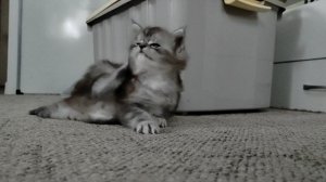 Котик таба_ лапа