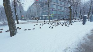 Утки и снег