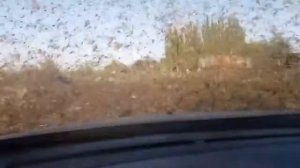 Нашествие саранчи в Канзасе