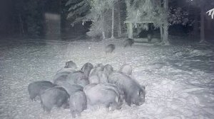 кабанчики