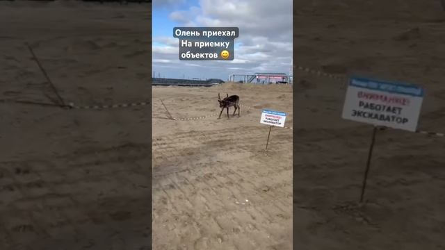 Олень принимает объект.