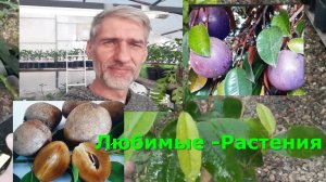 Обзор-Любимые растения, Саподилла , Каимито, Цитрусы. Мой "Теплининг"  Укоренения цитрусов в лексире