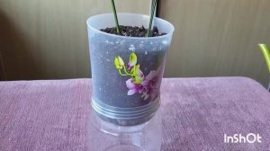 Посылка. Аспидистра Элатиор. Хойя Ретуза. 10.04.2024.