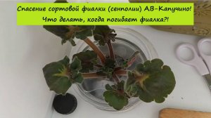 Спасение сортовой фиалки (сенполии) АВ-Капучино! Что делать, когда погибает фиалка?!