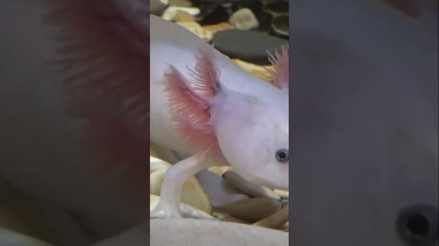 Самое необычное существо в мире! Аксолотль. смотреть онлайн