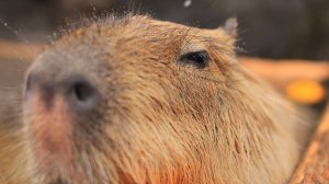 играем в кринжовые игры.﹤и подписывайтесь на мой тг к﹥