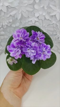 Фиалка АВ-В Краю Единорогов