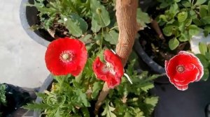 255 -  How to care Garden Poppy/ Blooming Garden poppy in my garden (Hindi /Urdu) 23/1/17