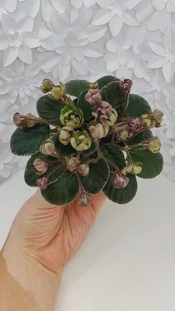 Фиалка Н-Фавн