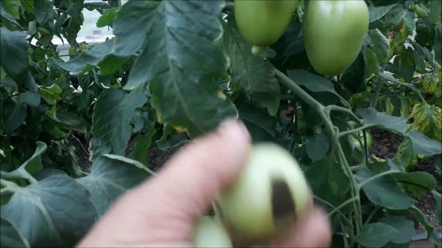 Томат не завязывает, подкормка селитрой.Результат!