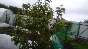 .МОНИЛИОЗ .ЧЕМ  ОПРЫСКАТЬ САД ПОСЛЕ ЦВЕТЕНИЯ .