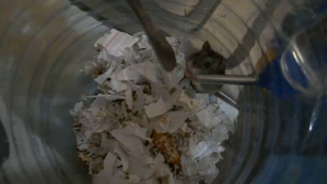 Джунгарик-электрошокер)) смотреть онлайн