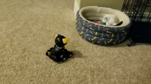 Wowwee CHiP vs Chippo