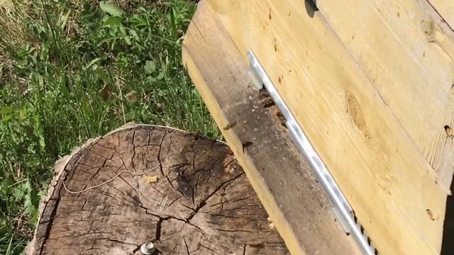 СРОЧНО ПЧЕЛОВОДЫ ПОДСКАЖИТЕ ПОЖАЛУЙСТА ЧТО ЭТО ? Вороствство или облёт пчёл ? смотреть онлайн