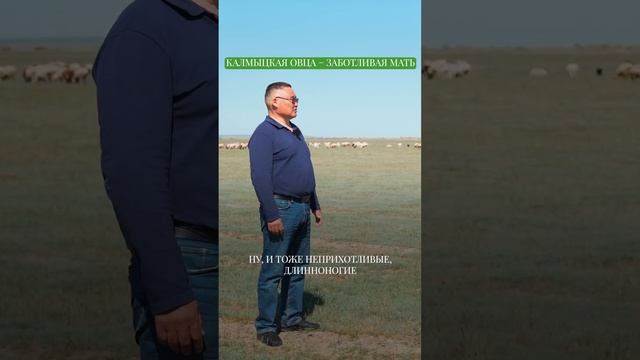 Калмыцкая овца - заботливая мать. В чем особенность калмыцкой породы овец #бизнесвдеревне