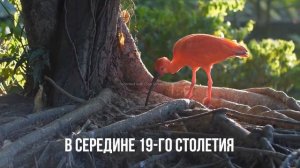 10 САМЫХ РЕДКИХ ЖЫВОТНЫХ