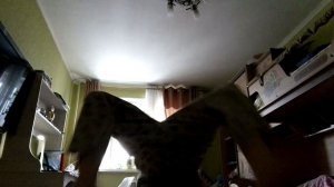 VID_20241214_120934.mp4