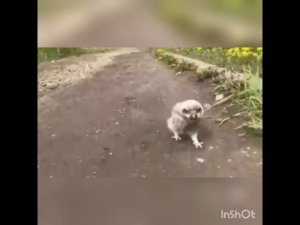 Топ странных животных снятых на камеру