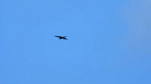 № 1641  23.  08.  2021  Полет ястреба