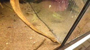 Cichla intermedia F1      7-9 cm