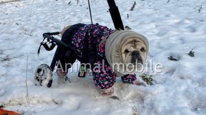 Коляска- тренажер Animal mobile для мопса