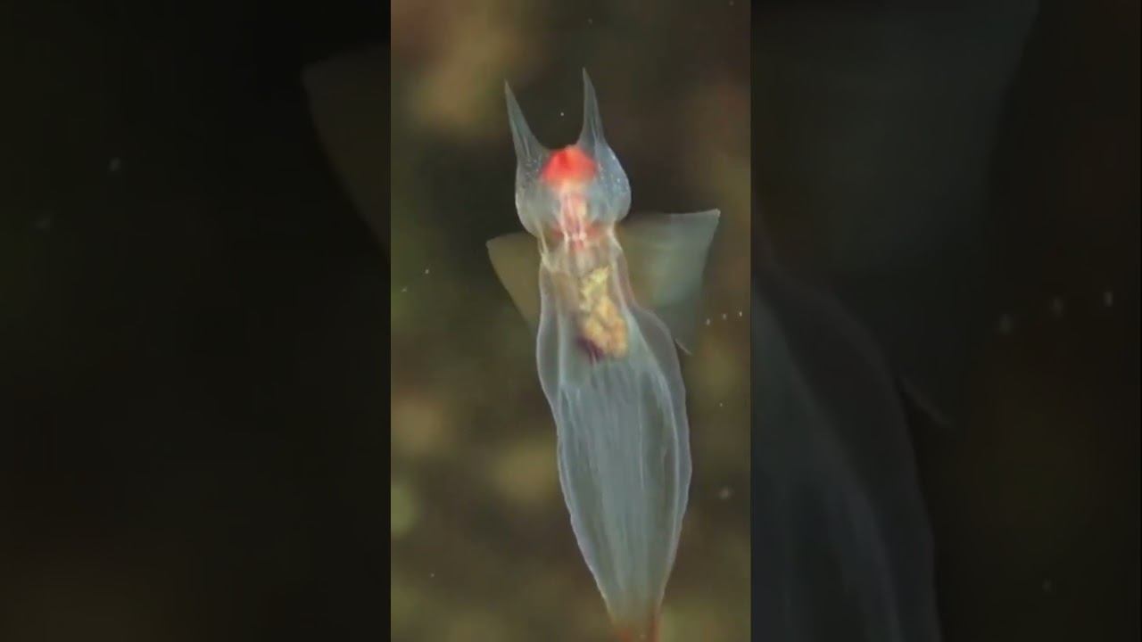 Морской Ангел-Самое Необычное Существо! смотреть онлайн