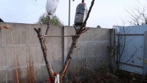 Как сделать саженцы красной черешни из ветки дерева 2