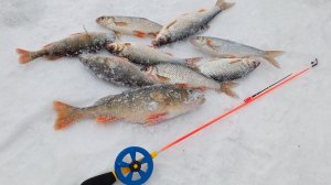 ЗИМНЯЯ РЫБАЛКА ЧЕБАК,ОКУНЬ,ЁРШ НА БЕЗМОТЫЛКУ.