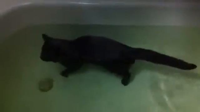 Cat in bath смотреть онлайн