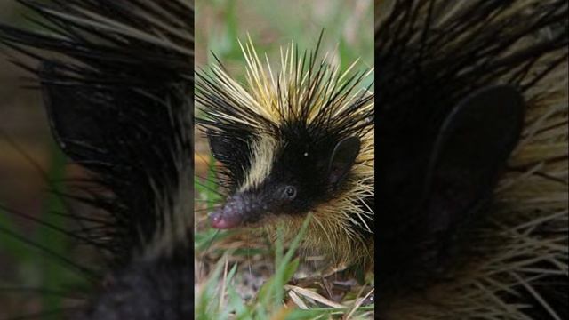 Тенрек полосатый, самое удивительное существо в мире! смотреть онлайн