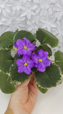 Фиалка ЛИС-Сапфировые Ручейки