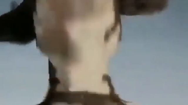 беляш смотреть онлайн