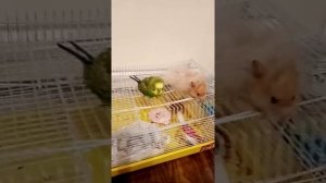 Кеша и хомяк сидят на клетки знакомство кеши с хомяком Бантиком 🐦🐭