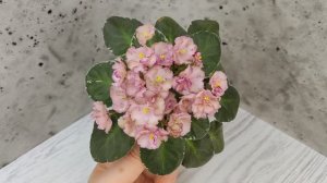 Фиалка Н-Яшма