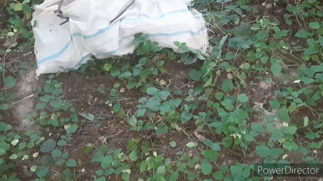 КОП МЕТАЛЛА ,МОНЕТ , МЕДИ ,АЛЮМИНИЯ .НАШЕЛЛ МОНЕТУ АСЬКОЙ ГАРЕТ 250.КОП смотреть онлайн