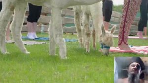 Разведение Альпаков в домашних условиях