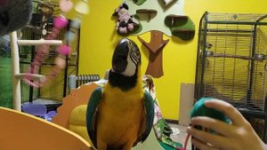 Попугай ара Ливси играет