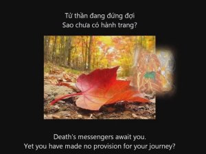 Thân lá vàng, người lữ khách - Minh Hải