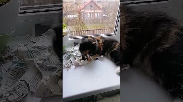 Очень начитанная кошка #кошка #кошки #коты #деревня #жизньвдеревне #деревенскаяжизнь #домвдеревне