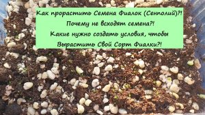 Как прорастить Семена Фиалок (Сенполий)?! Почему не всходят семена?! Какие нужно создать условия!