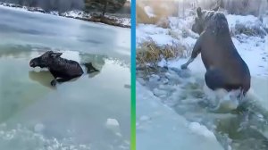 Рыбаки спасли застрявшего в полынье лося на озере под Челябинском