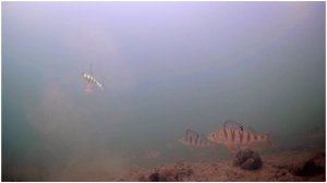 Караси и окуни 12.12.2024