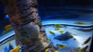 Документальный фильм о морских животных 4