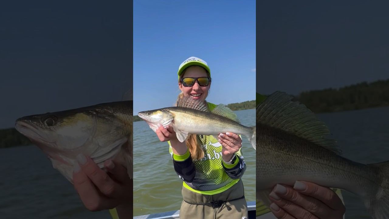 Часть 7. Вилейка 28.08.24. Судаки. #врек #rec #рыбалка #spining #spin #fishing #shotrs #крупнаярыба