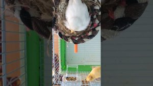 Канарейки кормят птенцов