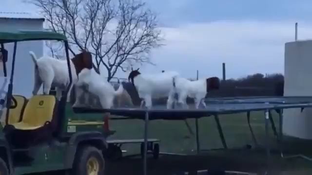 Козлята на батуте