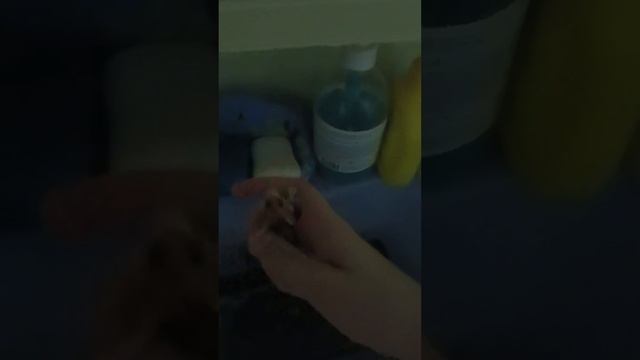 2 часть мастер класса о том как правильно искупать хомяка 🐹🧼. наконец то свет появился 💡✅